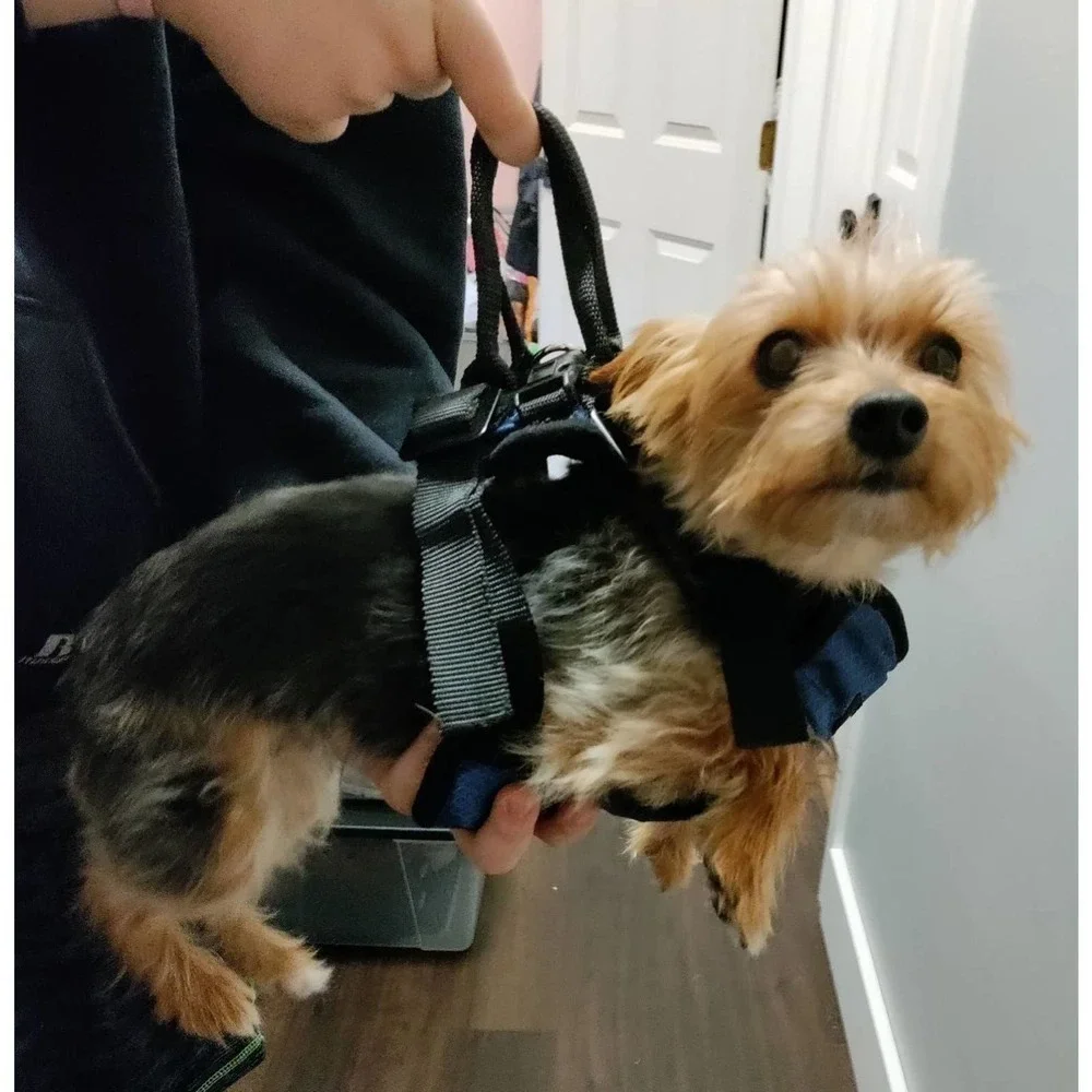 Pet Safe Dog Harness Medium blue and black carry handle
